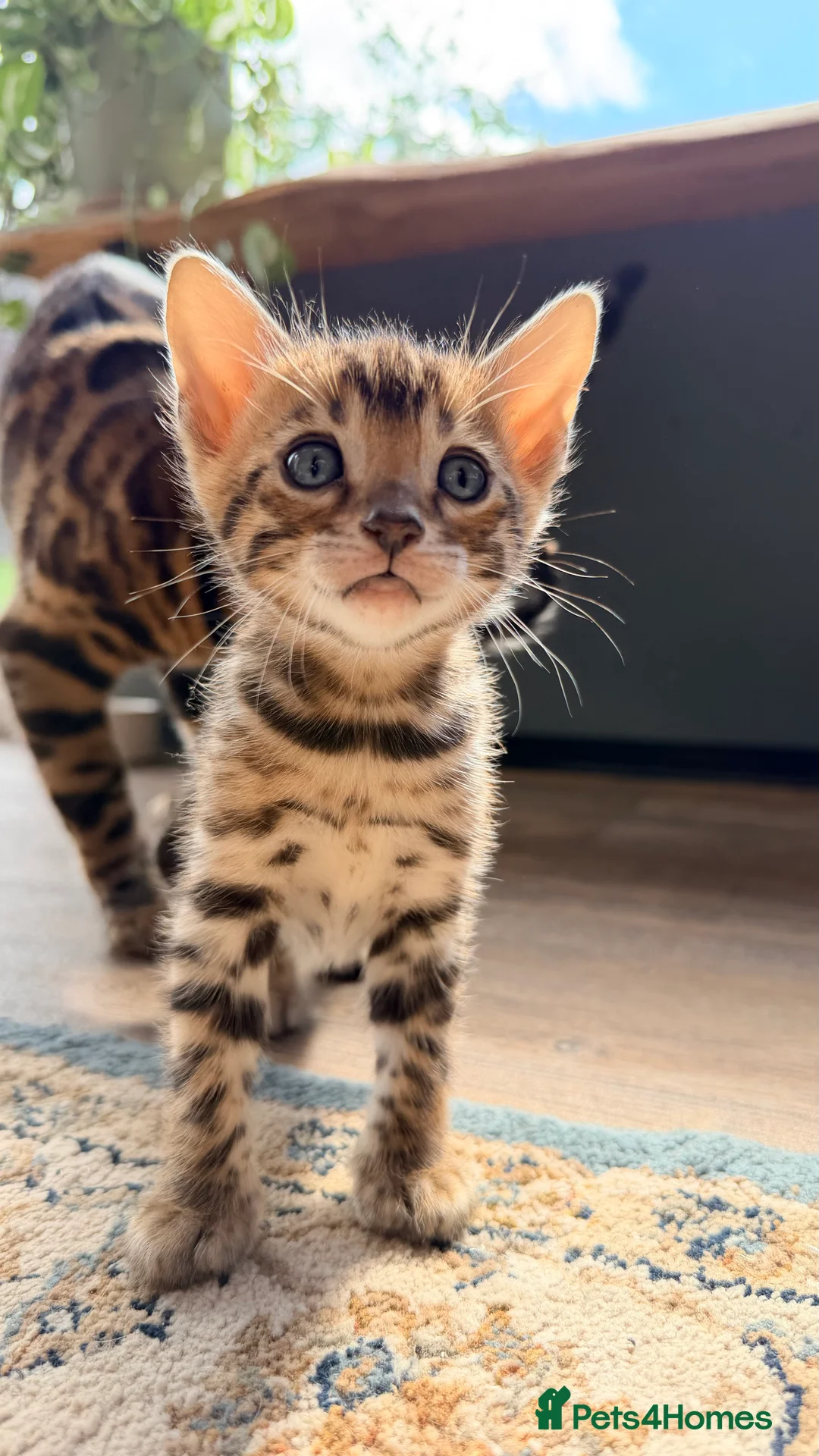 Bengal cats for sale: 🐾 Show quality GCCF Bengal Kittens for Sale 🐾 - Advert 8