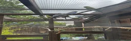 Budgerigars birds for sale: Budgies Blackface Blackwing - Advert 7