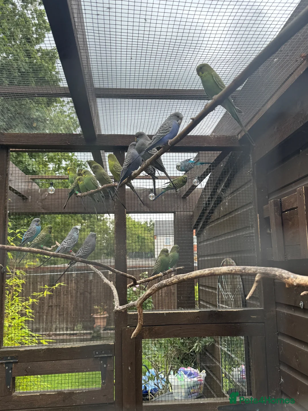 Budgerigars birds for sale: Budgies Blackface Blackwing - Advert 7