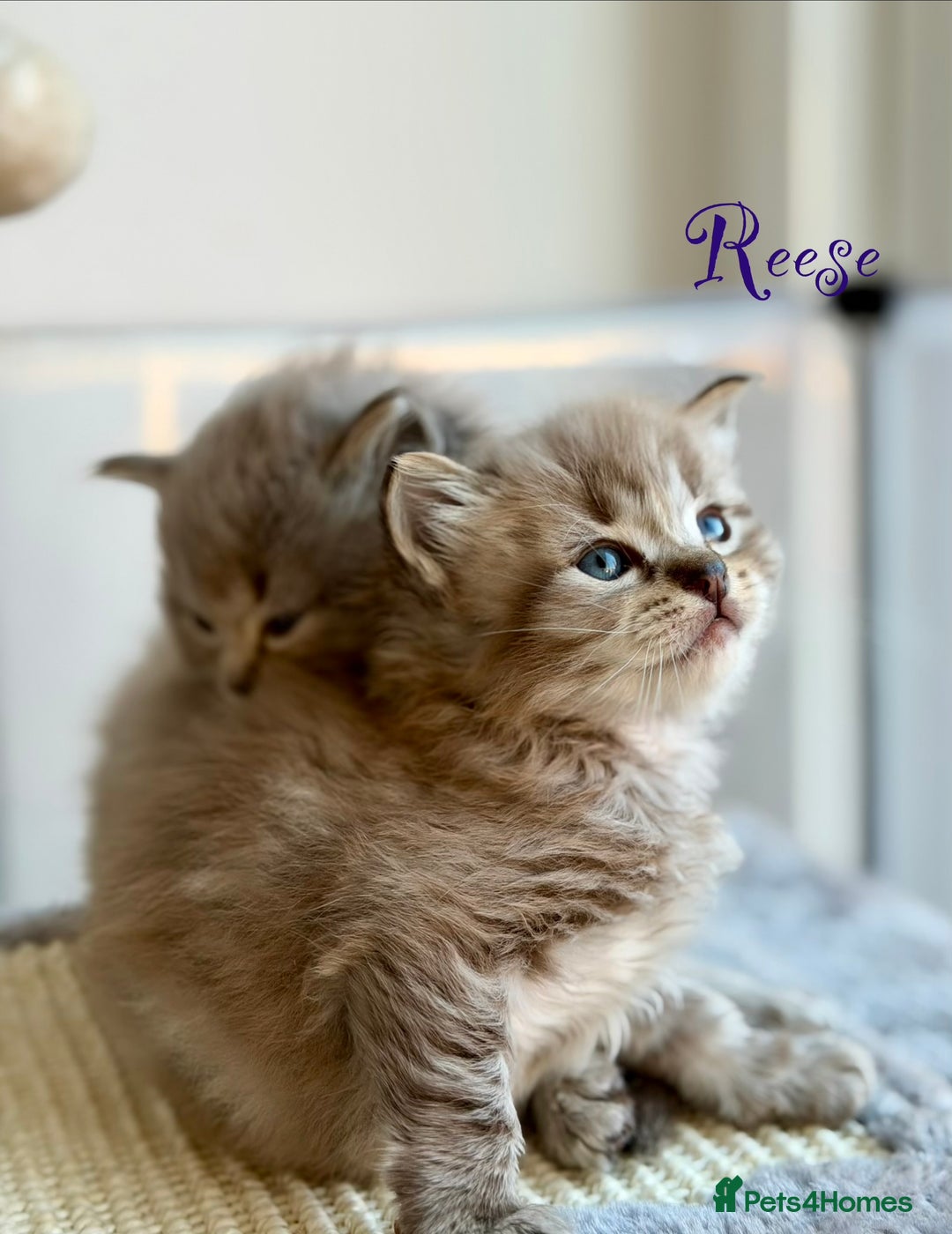 Ragdoll cats for sale: TICA registered cherubim kittens - Advert 26