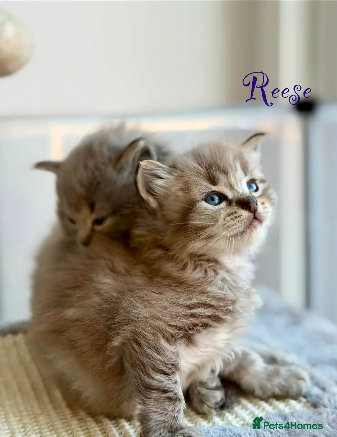 Ragdoll cats for sale: TICA registered cherubim kittens - Advert 26