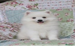 Japanese Spitz dogs for sale: Lovely Male Japanese spitz puppy - Image 2