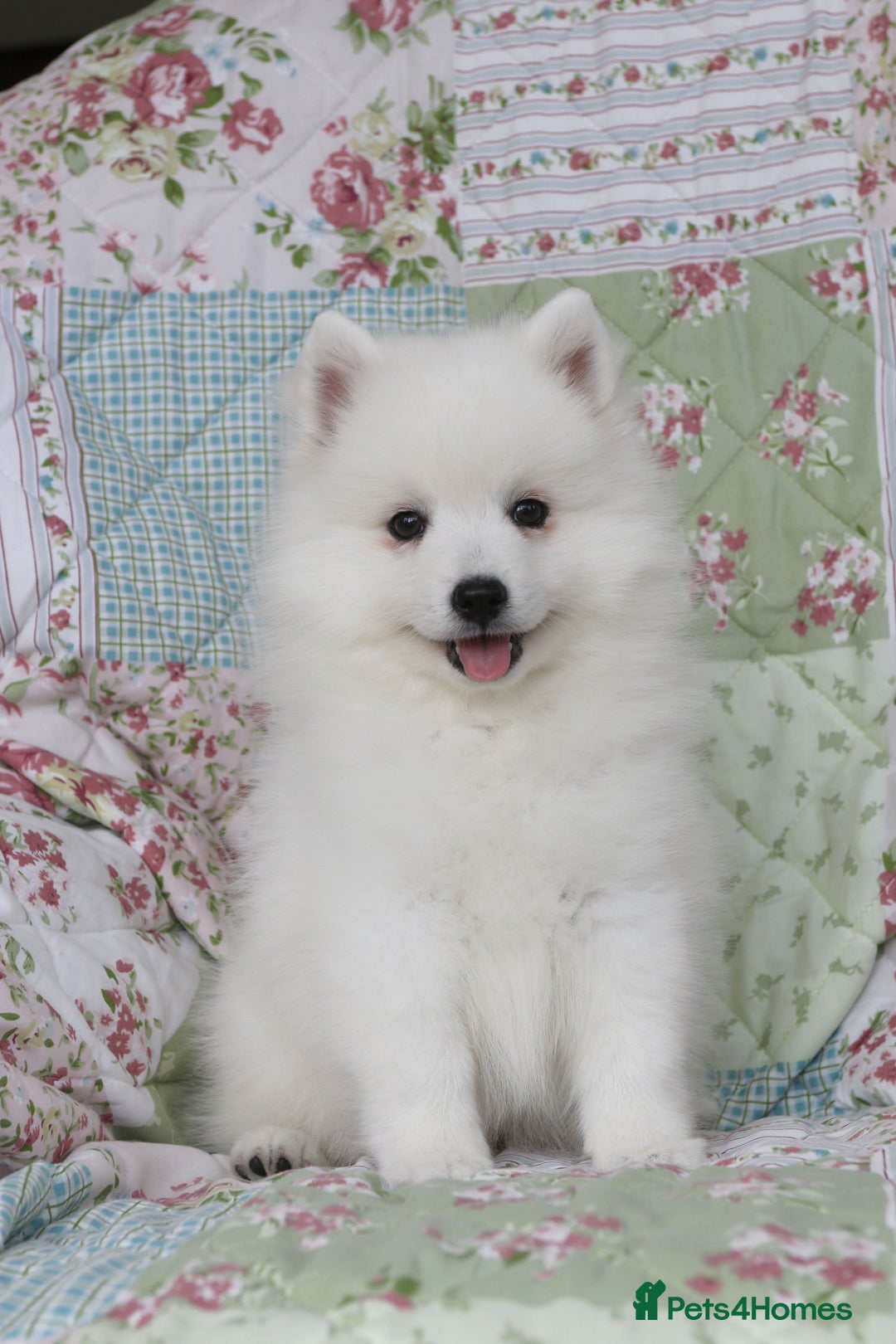 Japanese Spitz dogs for sale: Lovely Male Japanese spitz puppy - Image 2
