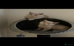 British Shorthair cats for sale: ONE LEFT Chunky Lilac GCCF British Shorthair Male - Image 1