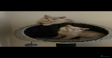British Shorthair cats - Advert 3