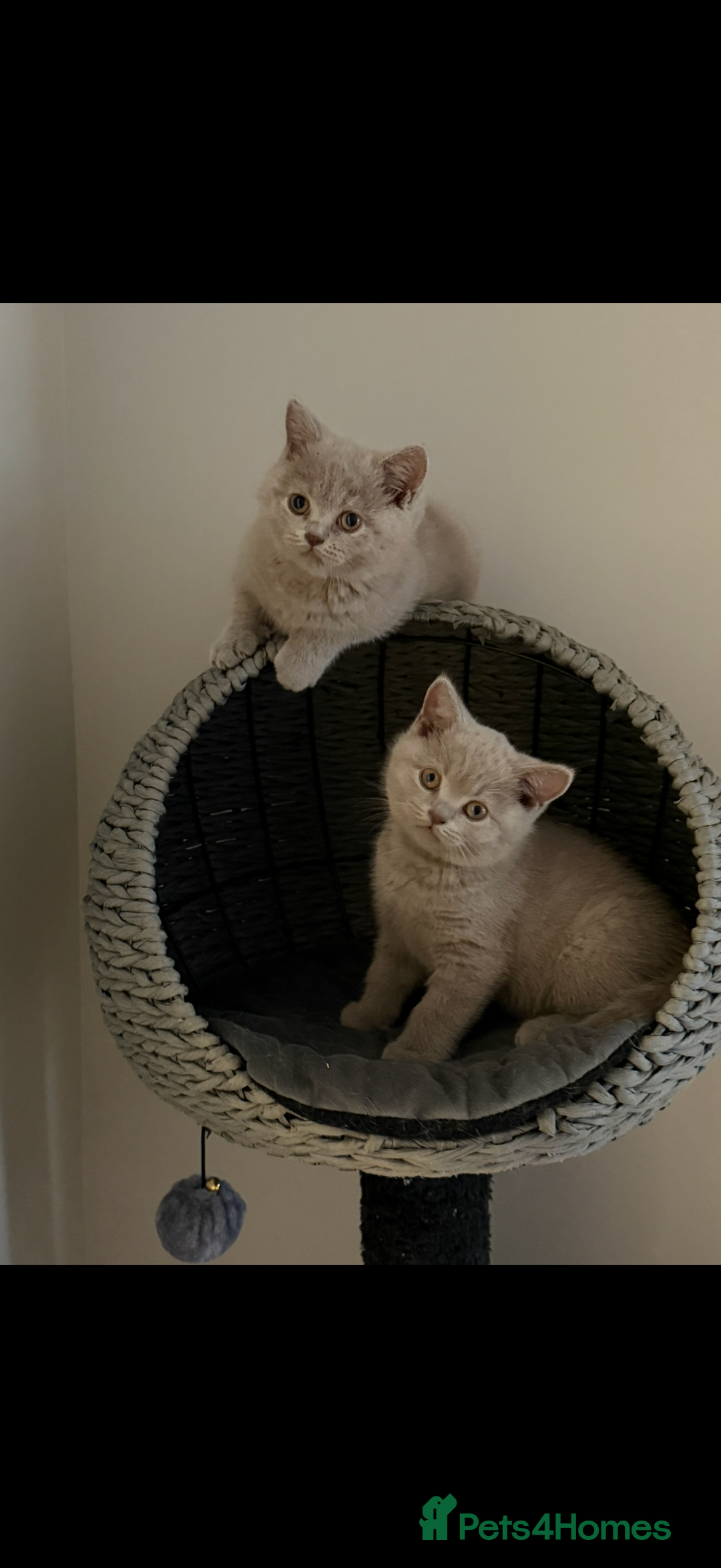 British Shorthair cats for sale: ONE LEFT Chunky Lilac GCCF British Shorthair Male - Image 1