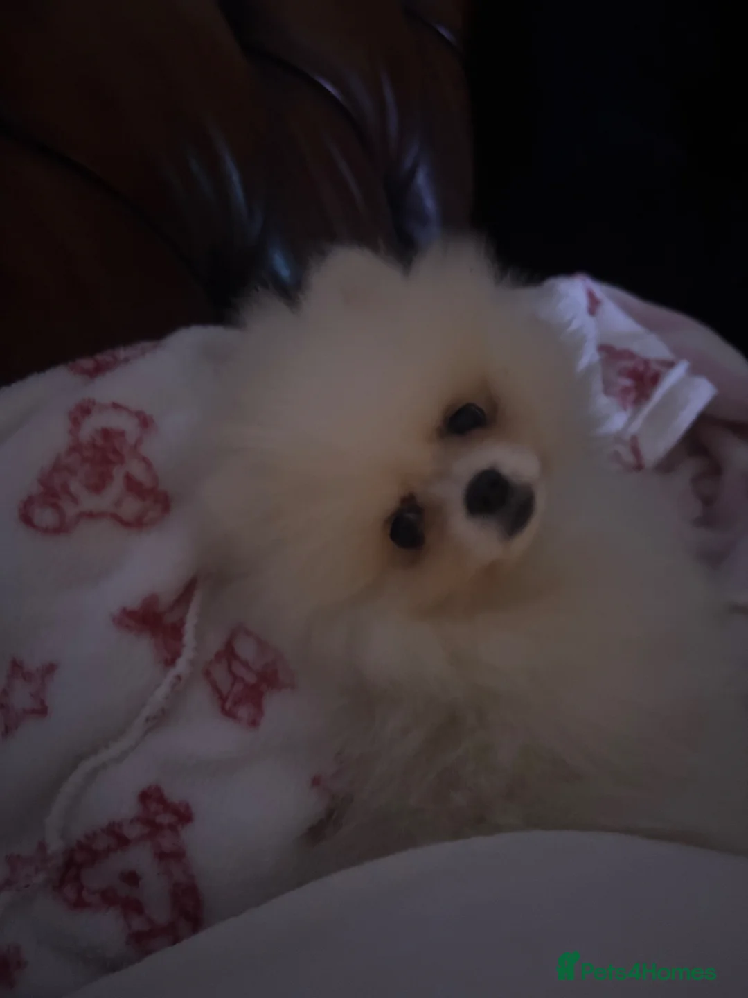 Pomeranian dogs for sale: Tiny teddy face pomeranian - Advert 5