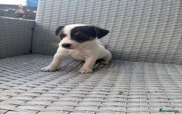 Jack Russell dogs for sale: 1 beautiful Jack Russell boy pup left   - Image 10