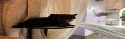Mixed Breed cats for sale: Black very fluffy male kitten ready to leave  - Advert 3