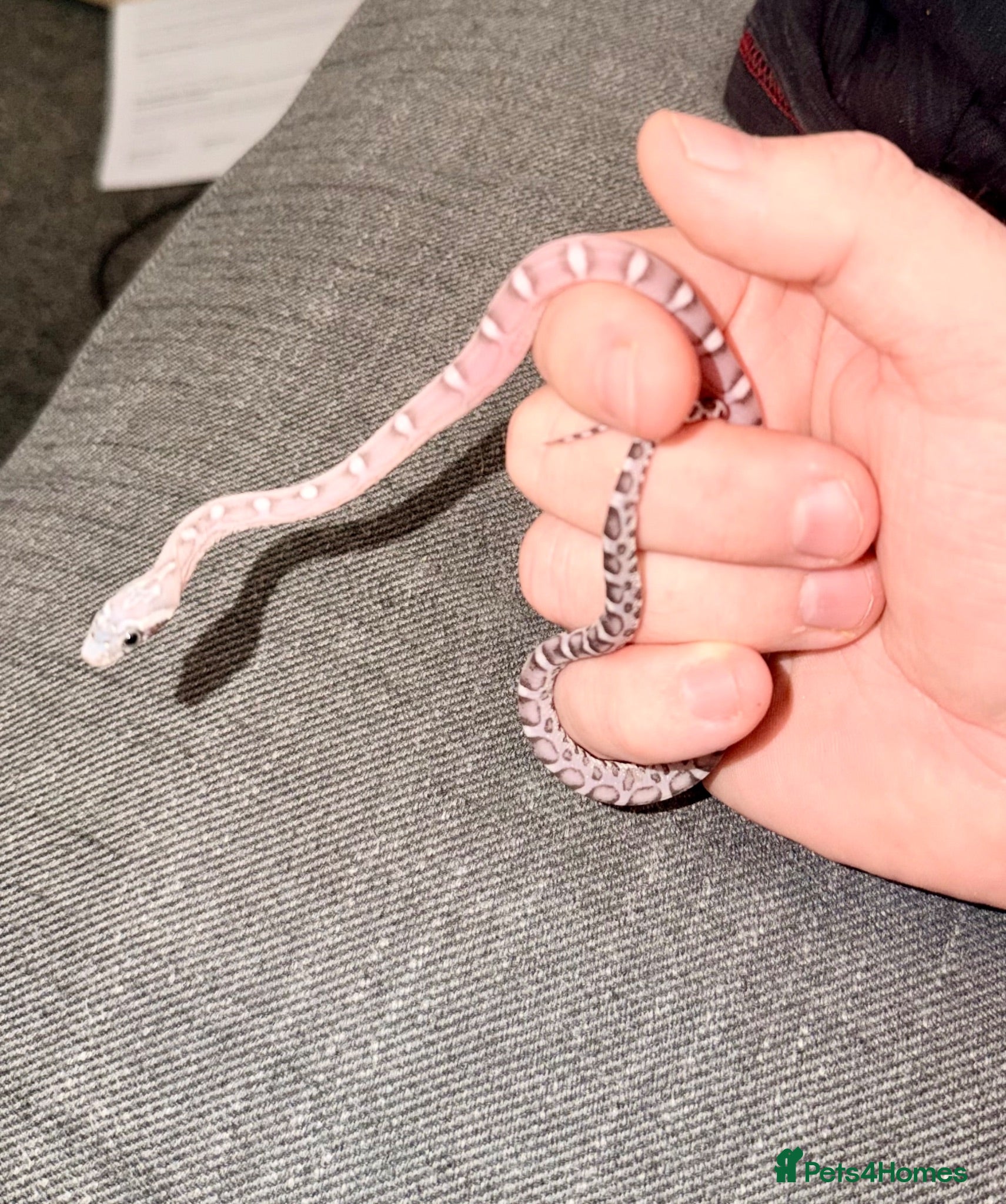 Corn Snake reptiles Scaleless anerys and anery cornsnakes  - Advert 2