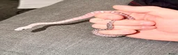 Corn Snake reptiles for sale: Scaleless anerys and anery cornsnakes  - Advert 1