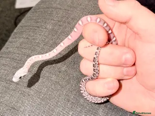Corn Snake reptiles Scaleless anerys and anery cornsnakes - Advert 1