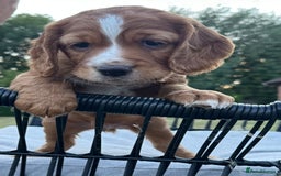 Cocker Spaniel dogs for sale: Working cocker spaniels  - Image 5