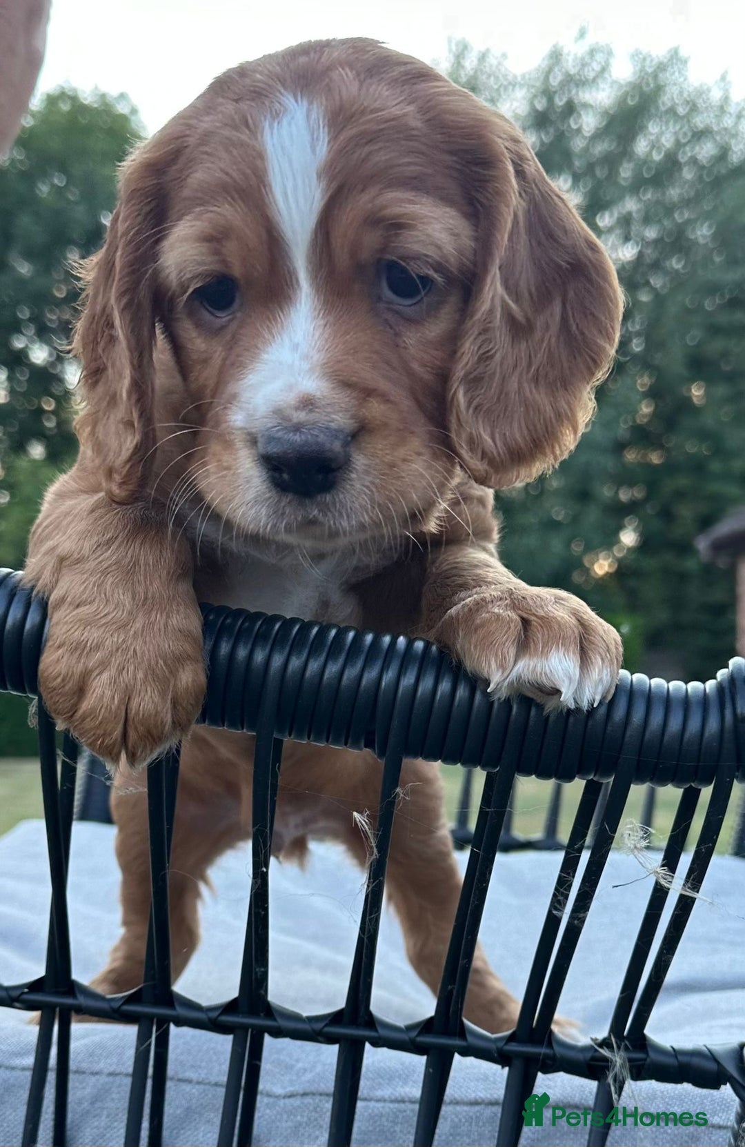 Cocker Spaniel dogs for sale: Working cocker spaniels  - Image 5