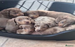 Miniature Dachshund dogs for sale: Gorgeous Miniature Daschunds  - Image 29