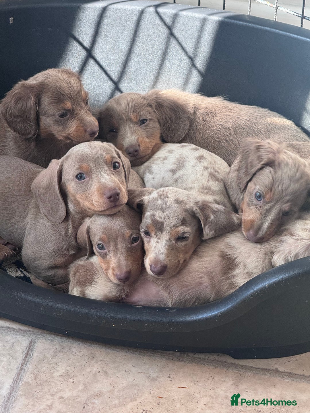 Miniature Dachshund dogs for sale: Gorgeous Miniature Daschunds  - Image 29