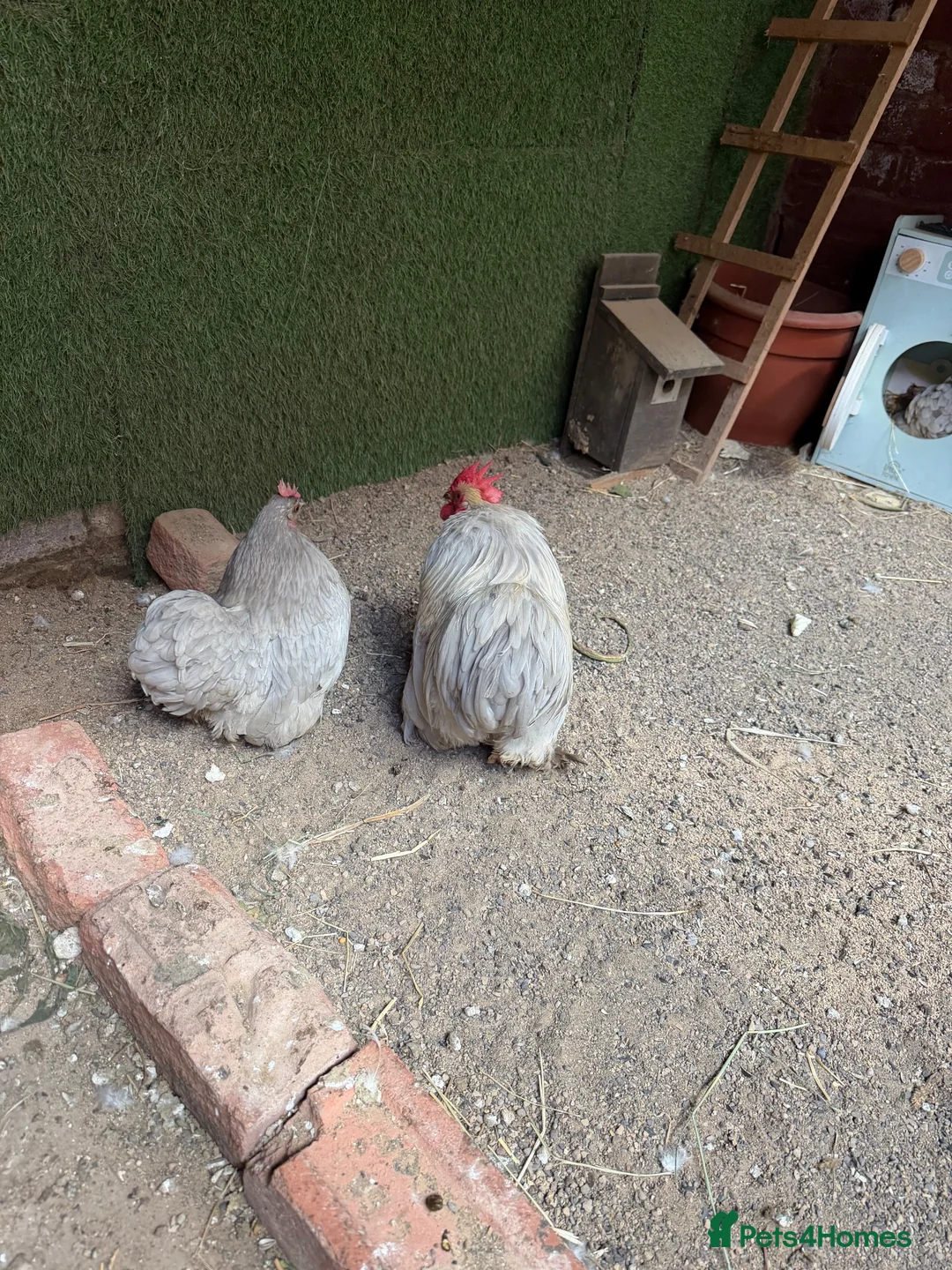 Lovebirds birds for sale:  Pekin Lavandă (Cochin Bantam)  - Advert 9