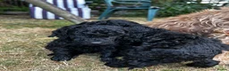 Cockapoo dogs for sale: Cockapoo .. Gorgeous jet black cockapoo puppies. - Advert 3