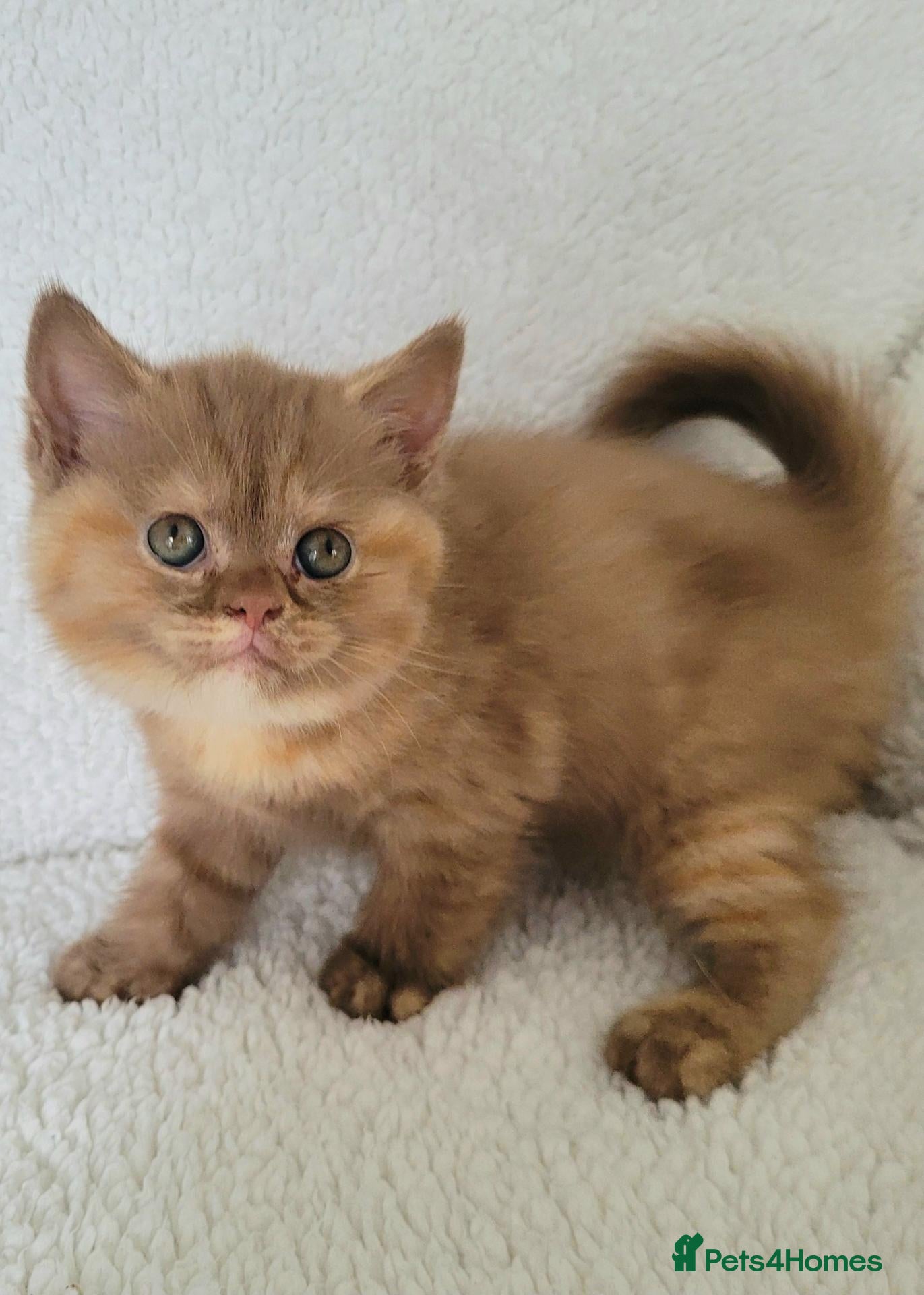 British Shorthair cats Chunky British Shorthair  - Advert 3