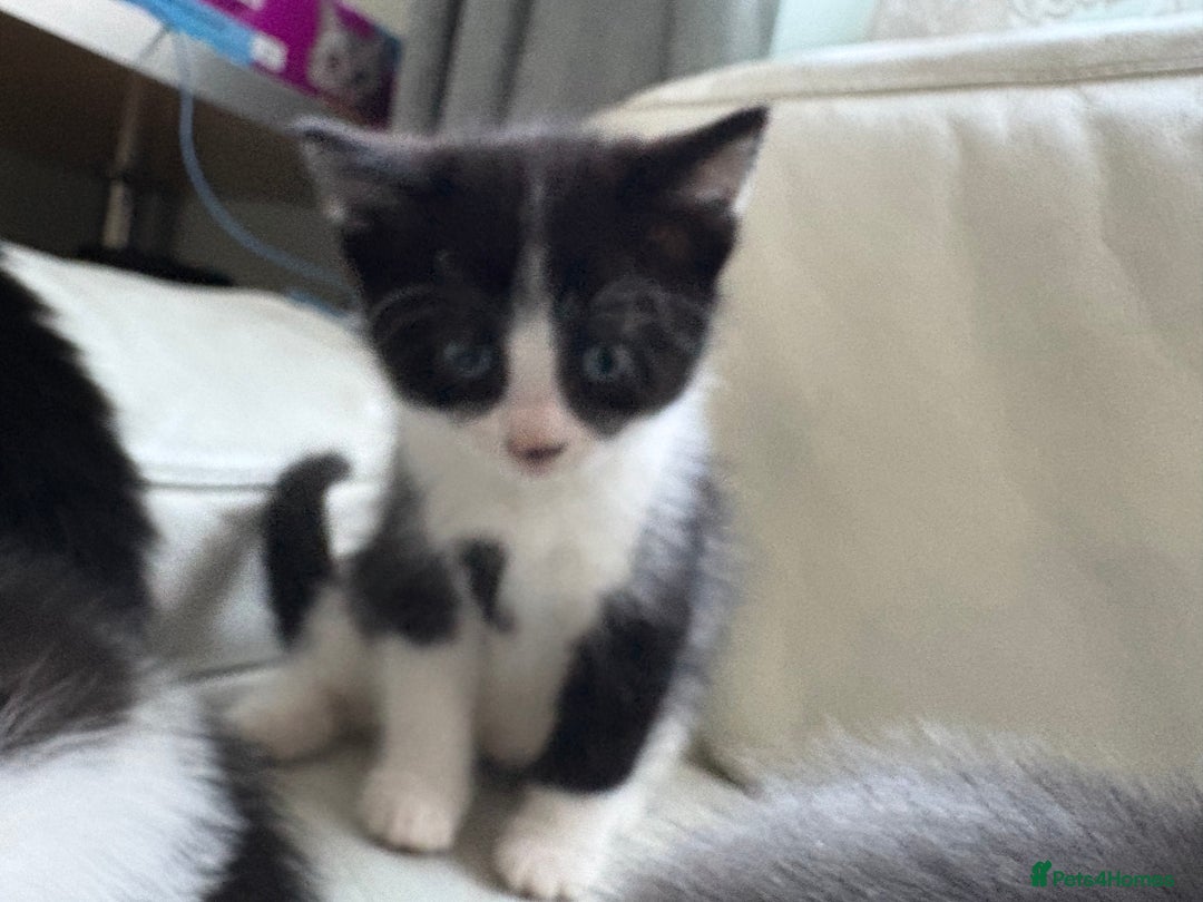 Mixed Breed cats for sale: Kittens for sale - Image 8