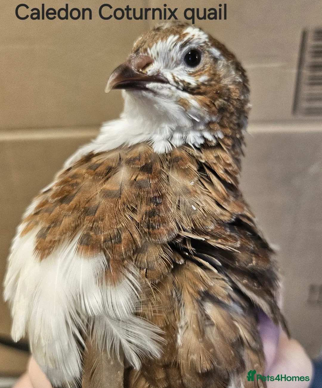 Quail poultry for sale: Various Quail chicks and adults available  - Advert 3