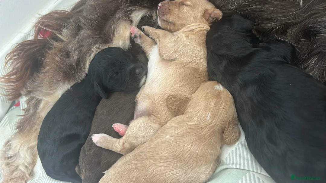 Cockapoo dogs for sale: Cockapoo Puppies - Advert 13