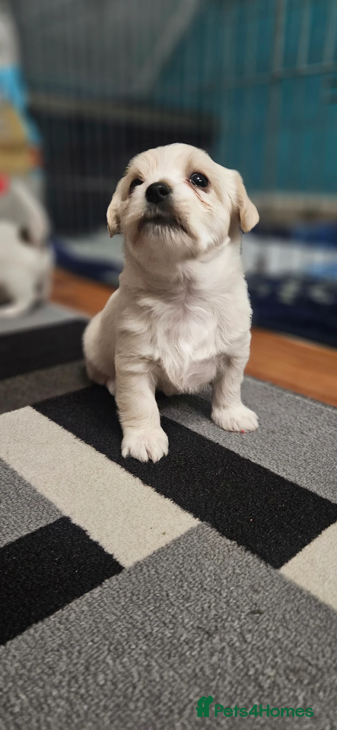 Morkie dogs for sale: Morkies - Advert 6