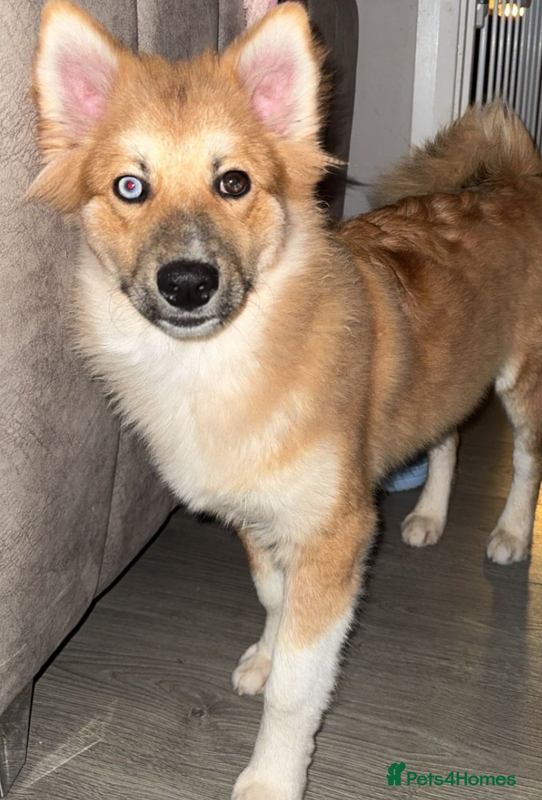 Pomsky dogs for sale: Pomsky’s For sale  - Advert 5