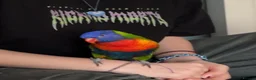 Lorikeets birds for sale: Female Rainbow Lorikeet - Advert 3