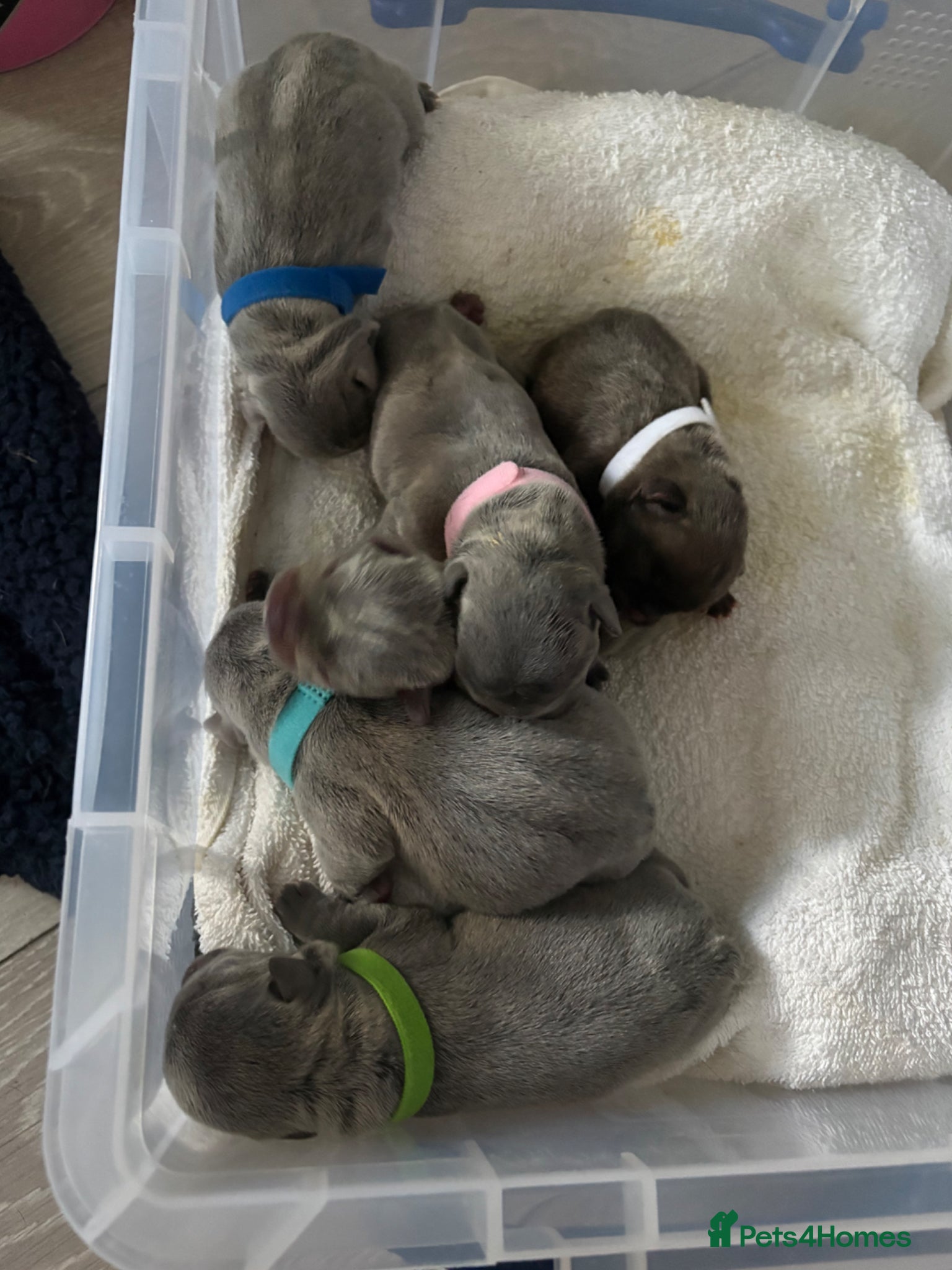 French Bulldog dogs Stunning blue French bulldog puppies for sale  - Advert 12