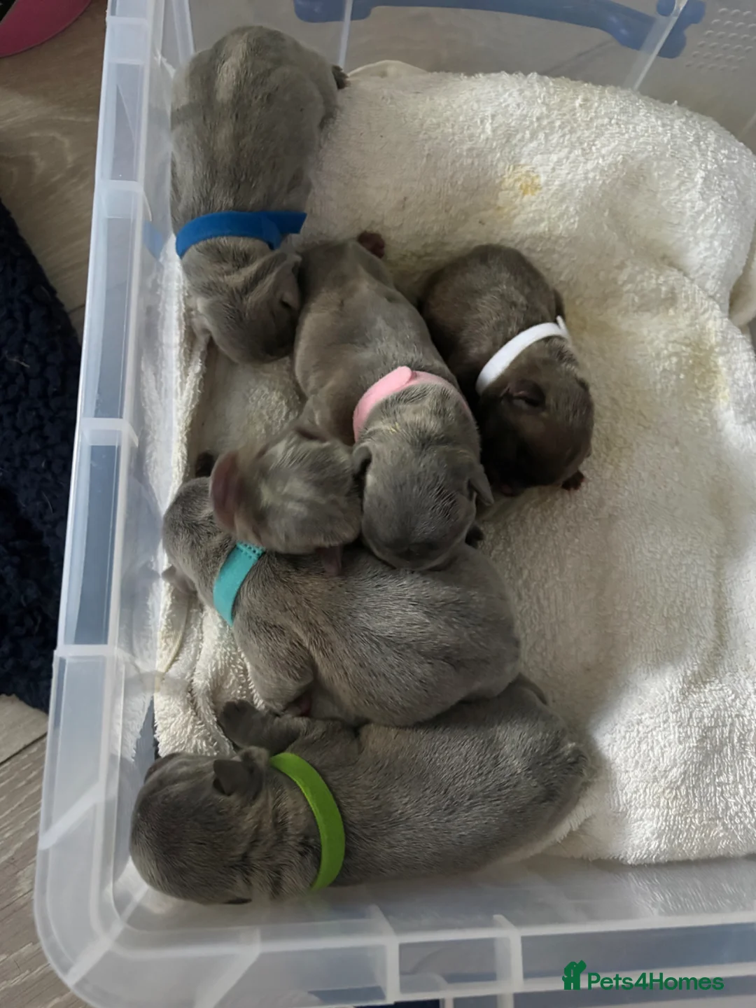 French Bulldog dogs for sale: Stunning blue French bulldog puppies for sale  - Advert 1