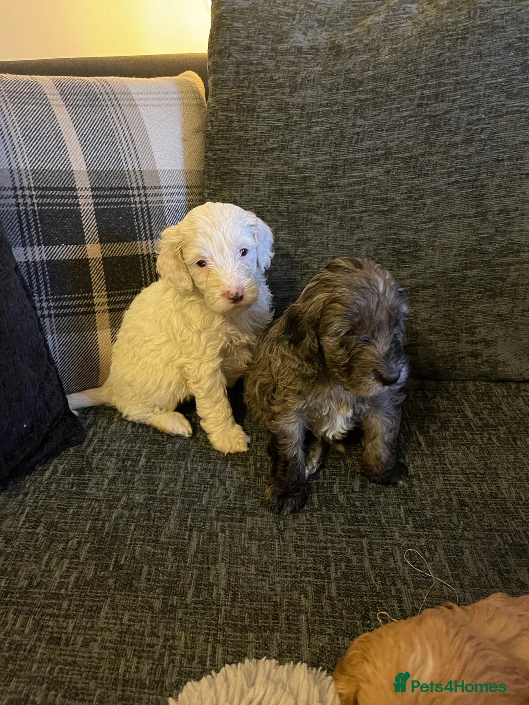 Cockapoo dogs for sale: f1 stunning toy cockerpoo  - Advert 8