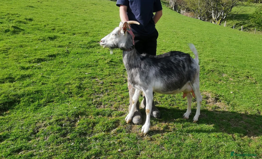 Goats livestock for sale: 5 goats  pedegri British alpine goats milk in Oswestry - Advert 2