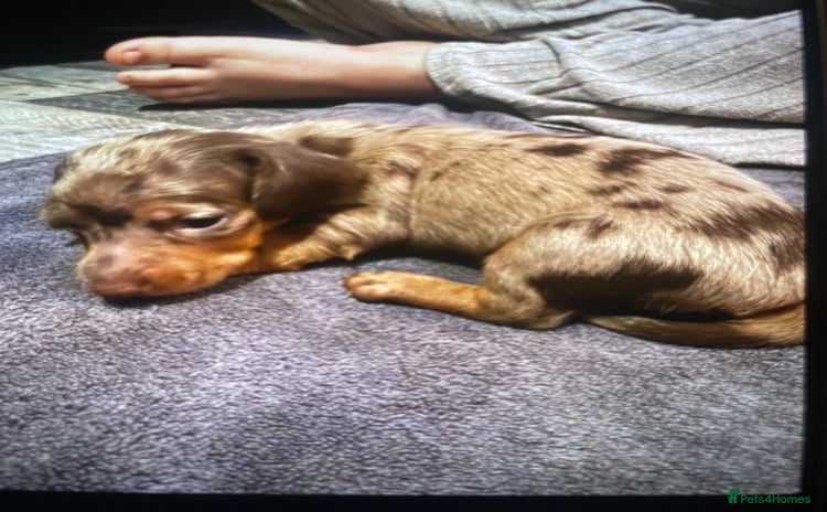 Dachshund dogs - Advert 9