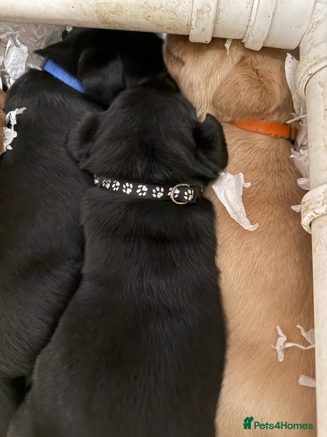 Labrador Retriever dogs for sale: LABRADOR PUPPIES FULL PEDIGREE K. C REG. - Advert 11