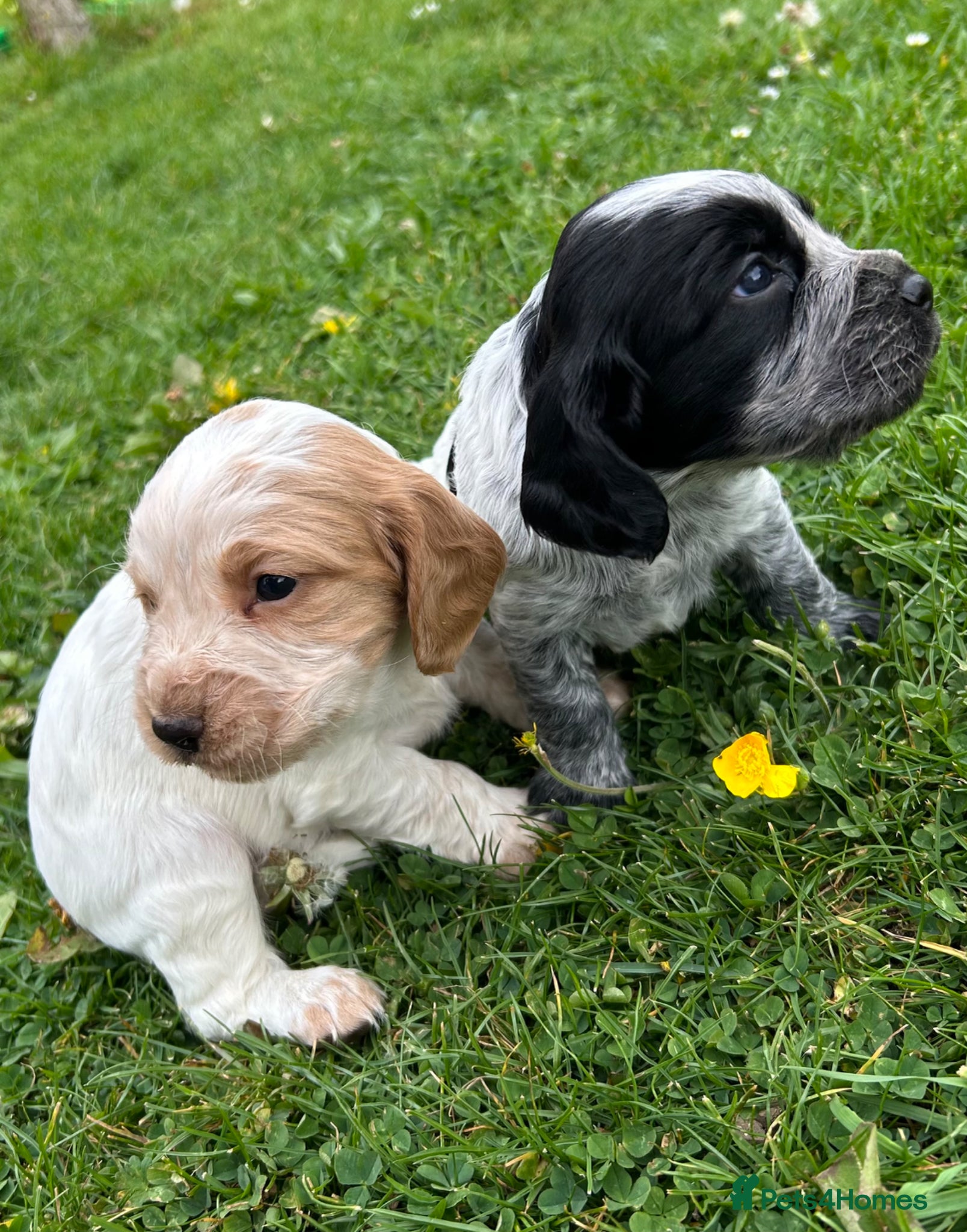 Cocker Spaniel dogs KC Registered Working Cocker Spaniel Puppies  - Advert 1