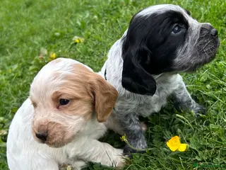 Cocker Spaniel dogs KC Registered Working Cocker Spaniel Puppies - Advert 1