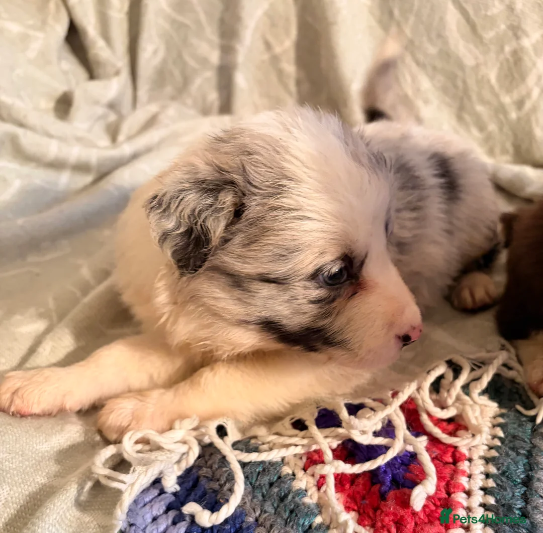 Border Collie dogs for sale: HEALTH TESTED CLEAR PARENTS BORDER COLLIE PUPS - Advert 11