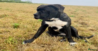 Mixed Breed dogs - Advert 5