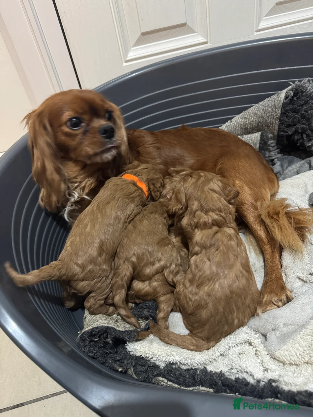 Cavapoo dogs for sale: Superb quality Cavapoo Puppies  - Advert 2