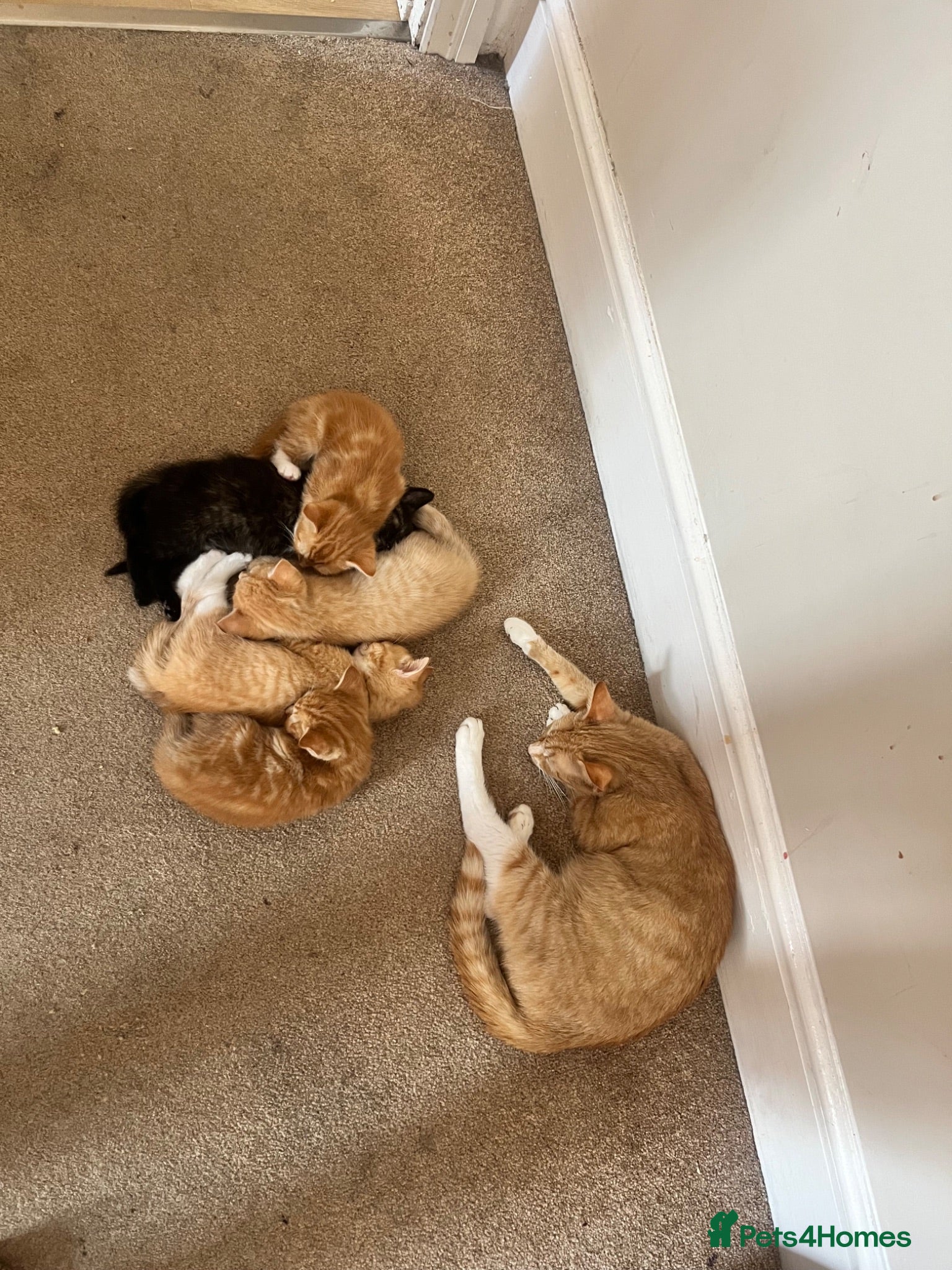 American Shorthair cats 4 kittens  - Advert 6