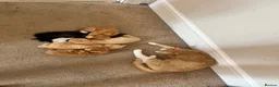 American Shorthair cats for sale: 4 kittens  in Rugby - Advert 1