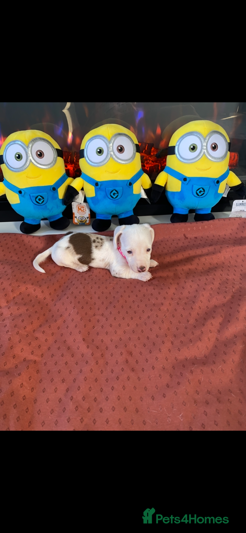 Miniature Dachshund dogs Miniature dachshunds Rare coloured for sale - Advert 1