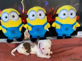 Miniature Dachshund dogs Miniature dachshunds Rare coloured for sale - Advert 1