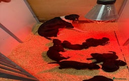 Mixed Breed dogs for sale: Bedlington x whippet Lurcher pups - Image 25