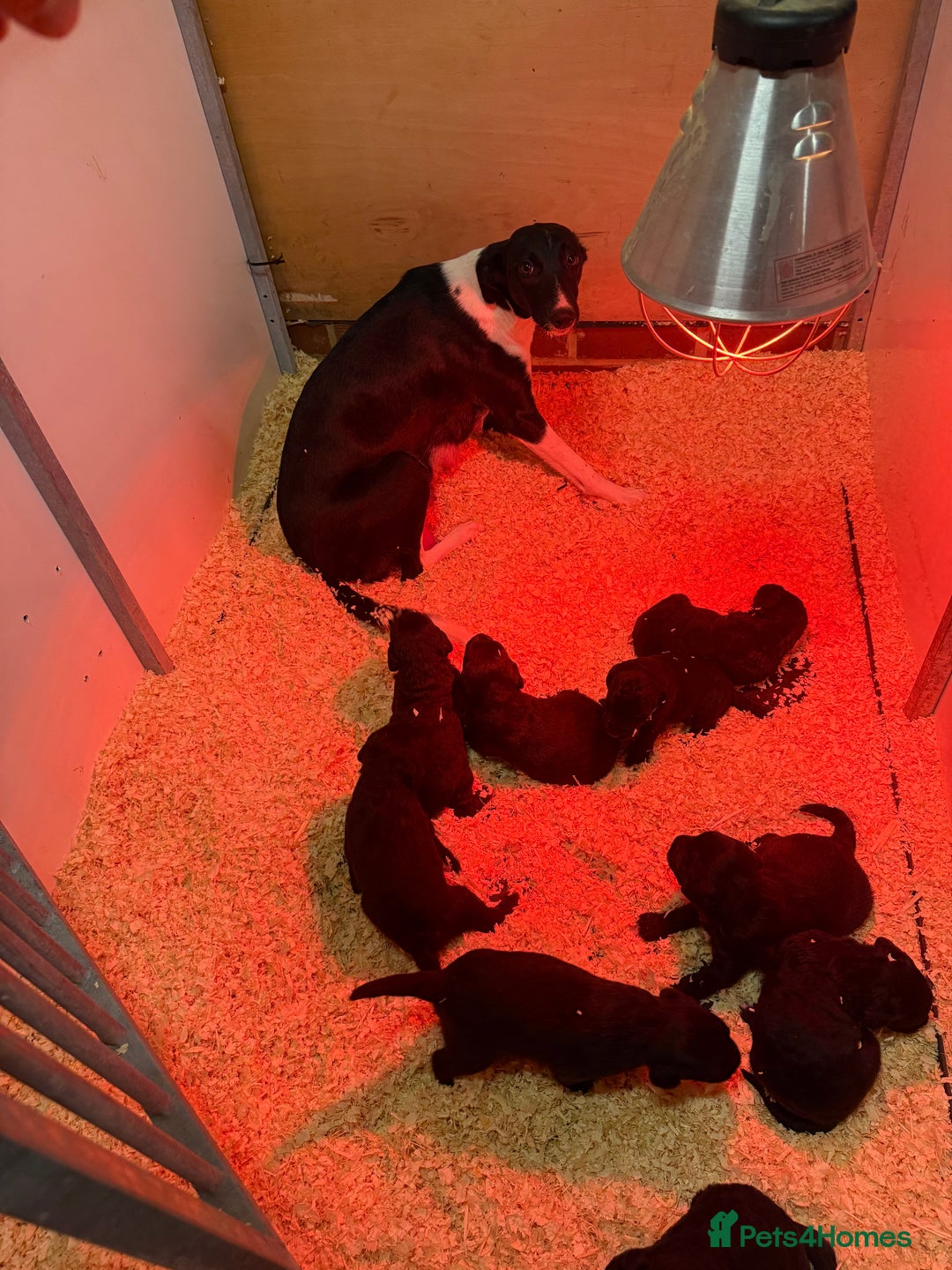 Mixed Breed dogs for sale: Bedlington x whippet Lurcher pups - Image 25