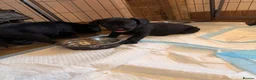Cockerdor dogs for sale: Last Male Cockerdor 🐾🐶 - Advert 5