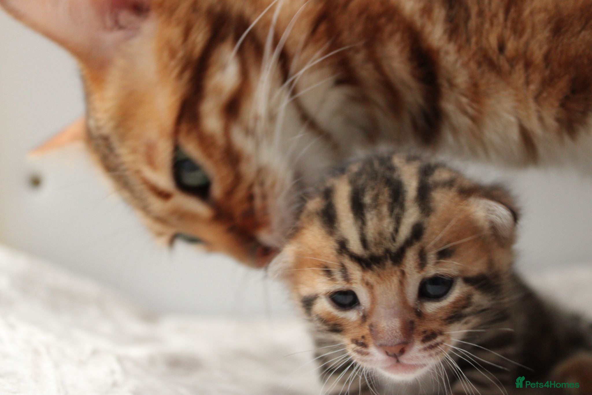 Bengal cats 🐾 Beautiful Bengal Kitten Aurora🐾 - Advert 2