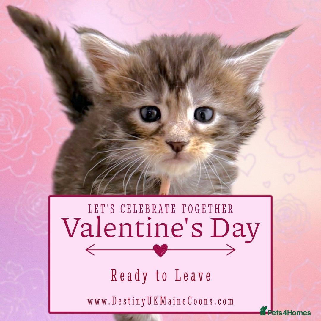 Maine Coon cats for sale: H Litter ready for  ** s Week - Advert 5