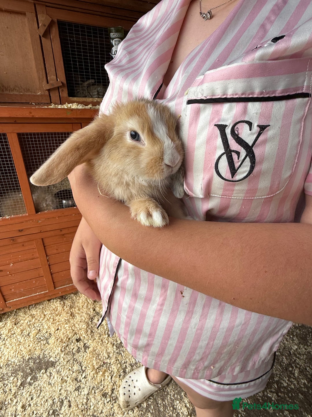 Mini Lop rabbits for sale: 1 beautiful mini lops for sale  - Image 22